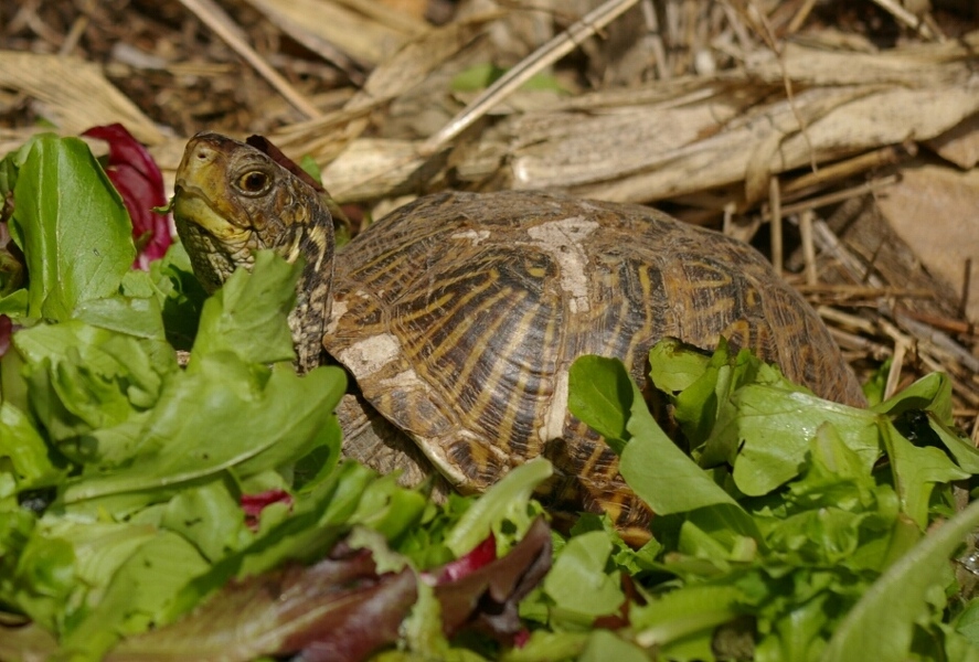 Tortoise in lettuce
