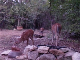 Video: Doe and fawns