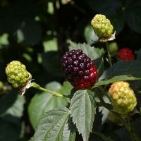 Blackberries, not quite ripe