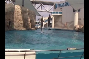 Video: Dolphin jumps