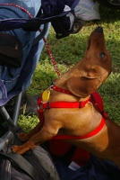 Wiener dog looks at the sky