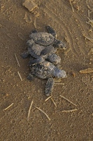 Hatchlings on sand