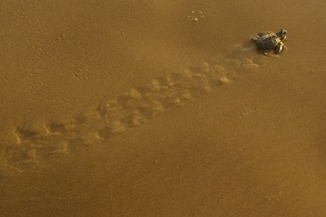 Tracks in wet sand