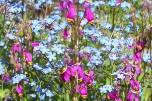Blue forget-me-not with purple shooting-star