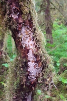 Lichen and moss on tree