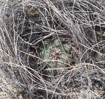 Cactus growing in bunch grass