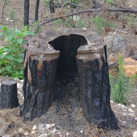 Ashes falling from inside burned stump