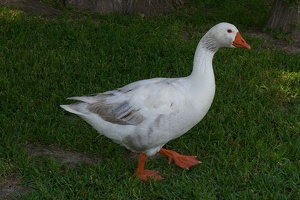 Handsome goose