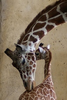 Giraffe mom and baby
