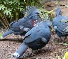 Fancy-head birds