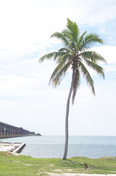 Palm on beach