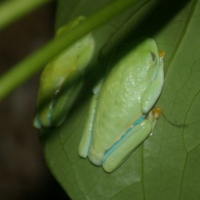 Another green tree frog
