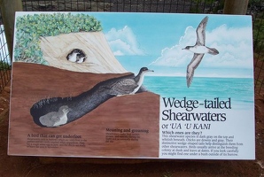 Wedge-tailed Shearwater sign