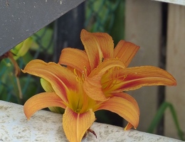 Day lily under our steps