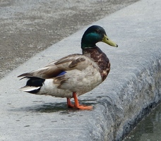 Male Mallard duck at the lake