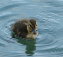Baby duck!