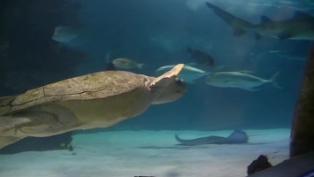 Video: Turtles and rays