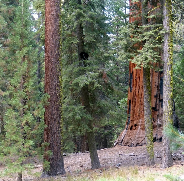Forest with giant Sequoia tree