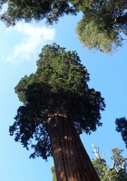 Top of Grant Tree