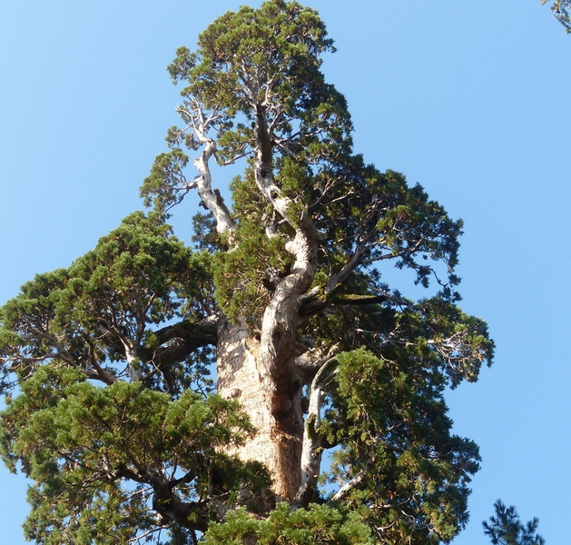 Top of giant tree