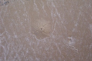 Closeup of a spouty beach critter