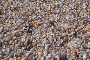 Piles of shells