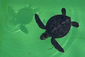 Baby green sea turtle