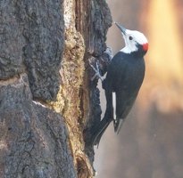 White headed woodpecker