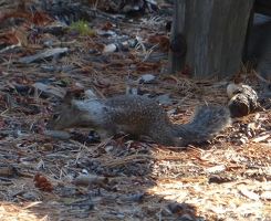 Squirrel with silver spots