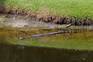 Alligator in Sea Pines pond