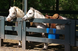 Ponies waiting for riders