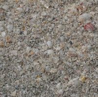 Beach full of little shells