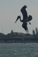 Pelican flight