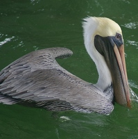 Great pelican beak
