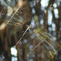 Rainbow in spider web