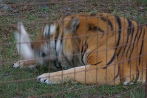 Tiger dinner