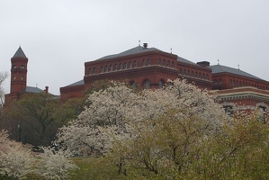 Smithsonian Castle and cherry trees