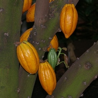 Theobroma Cacao pods