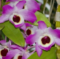 Fuchsia orchids