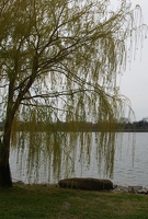 Willow along Potomac