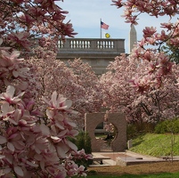Magnolias and Moon Garden near Smithsonian Castle