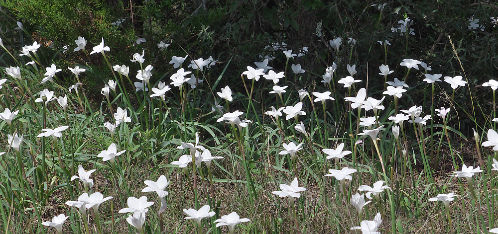 Rain lilies