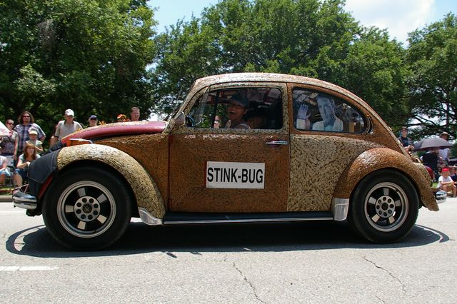 The Stink Bug