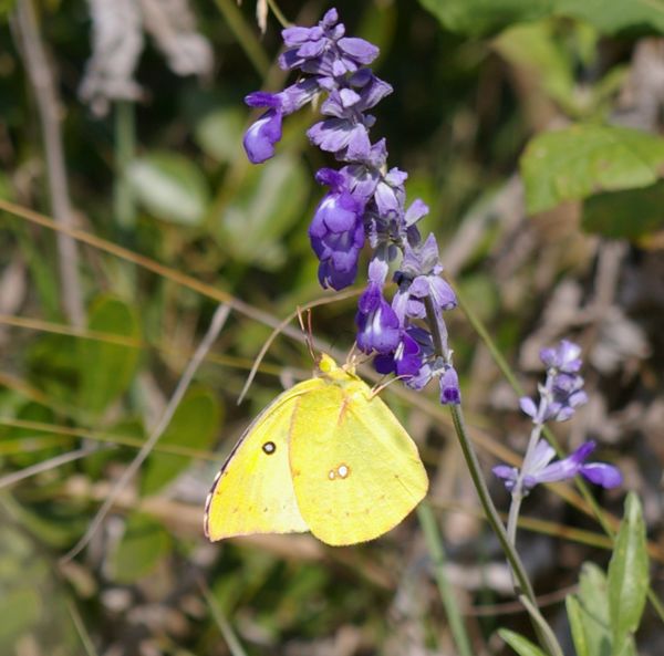 Clouded sulphur butterfly on mealy blue sage