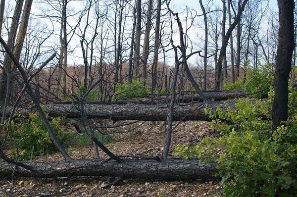 Burned pine logs and oak regrowth