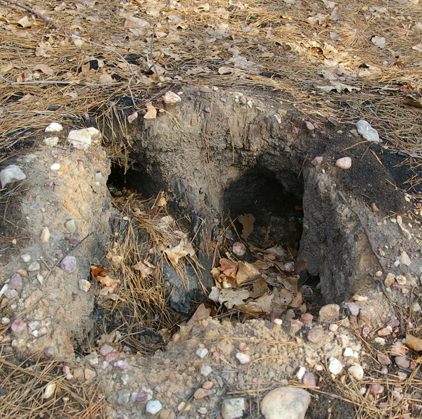 Hole where tree roots burned away