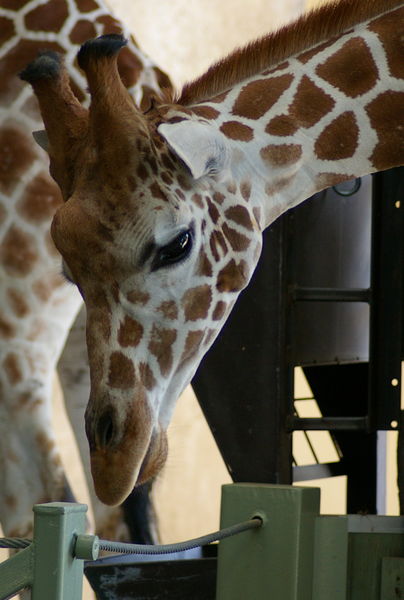 Beautiful giraffe face