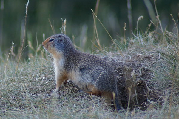 Columbia ground squirrel