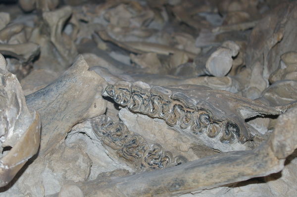 Fossilized rhino bones