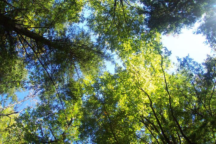 Tall green trees